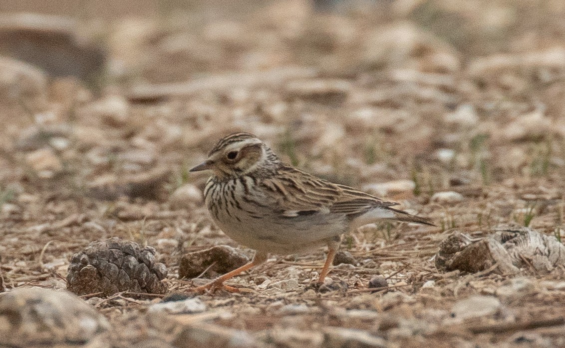 חוגת עצים - ML646444777