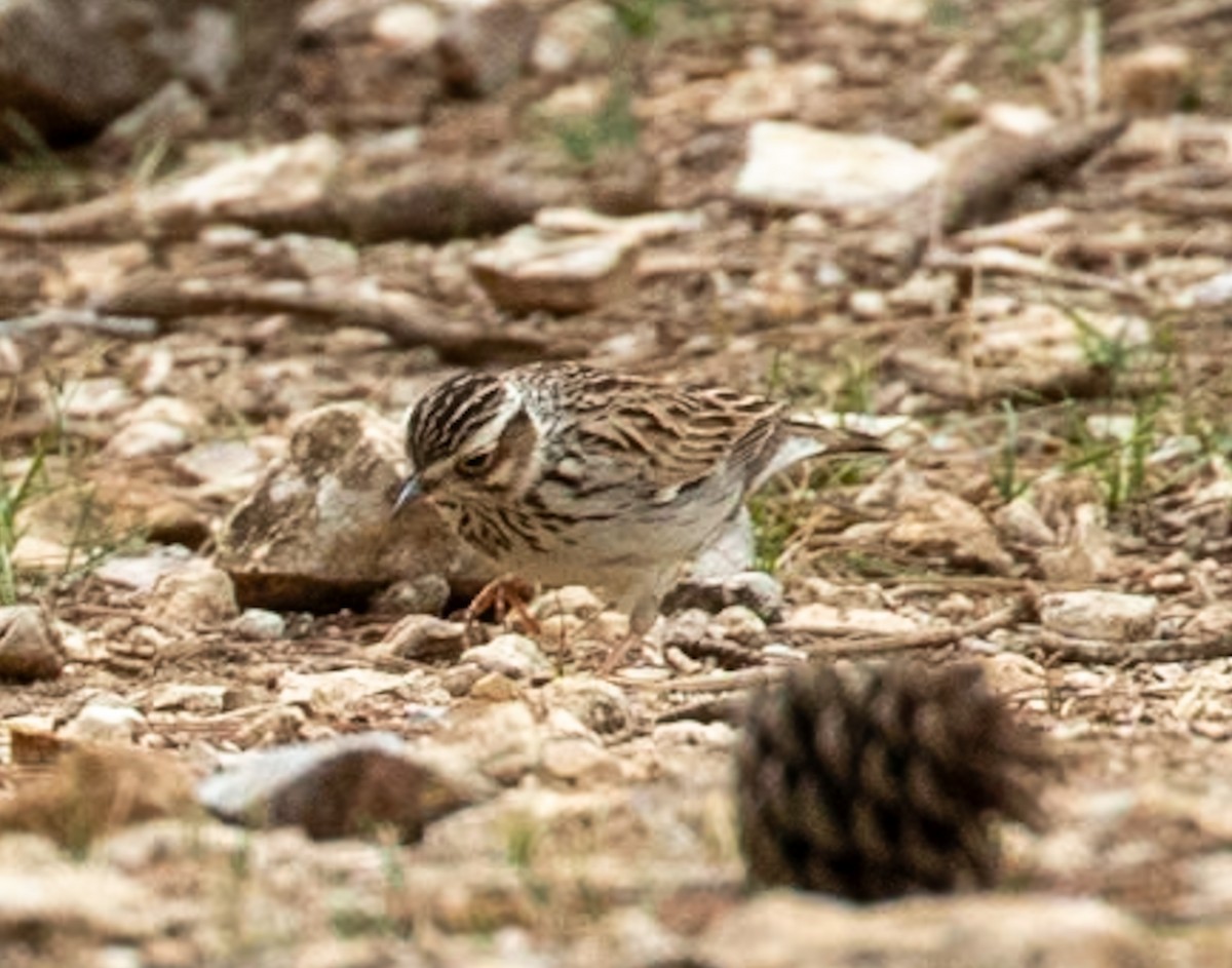 חוגת עצים - ML646444778