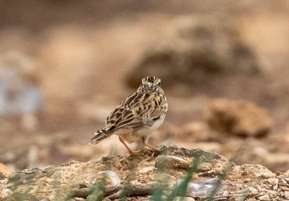 חוגת עצים - ML646444779