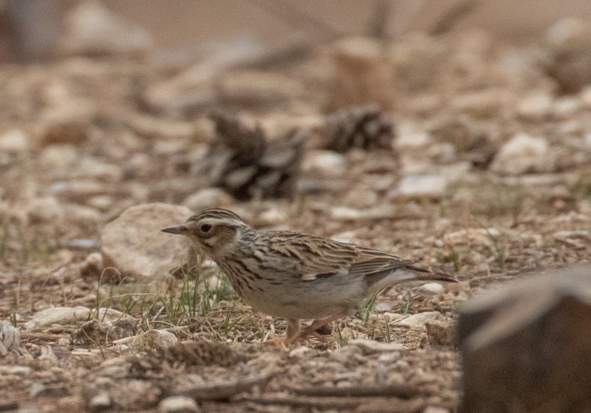 חוגת עצים - ML646444780