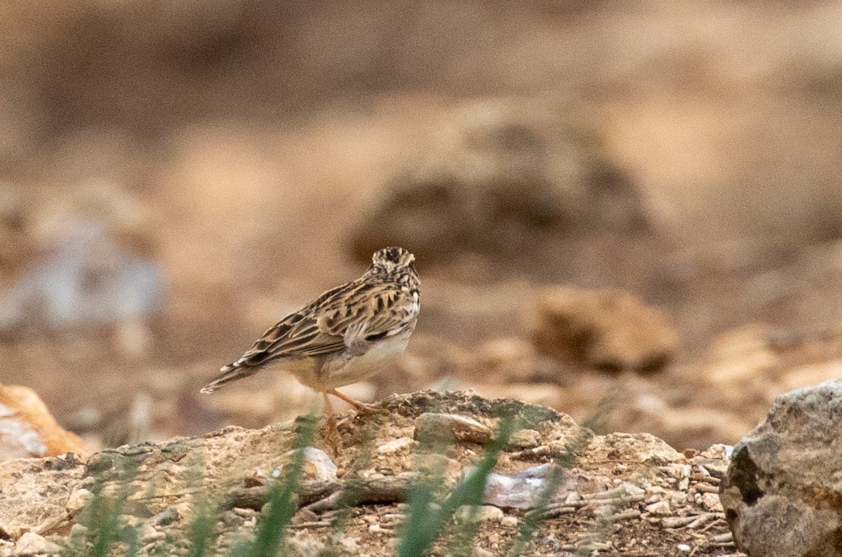 חוגת עצים - ML646444781