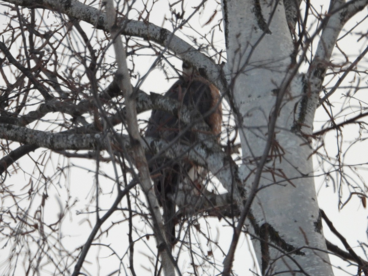 Cooper's Hawk - ML646444782