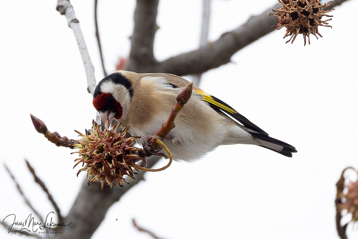 European Goldfinch - ML646444785