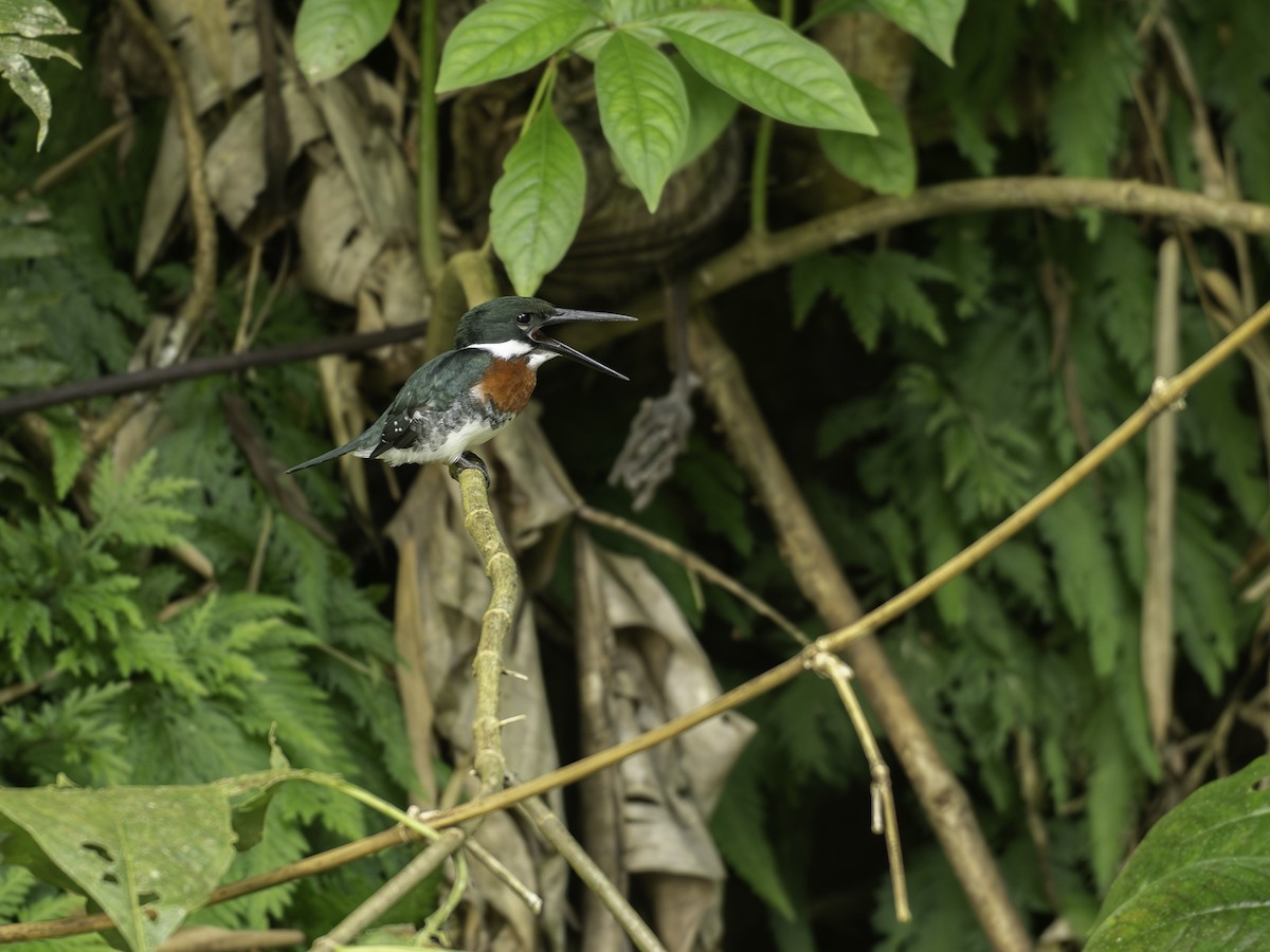 Martin-pêcheur vert - ML646444786