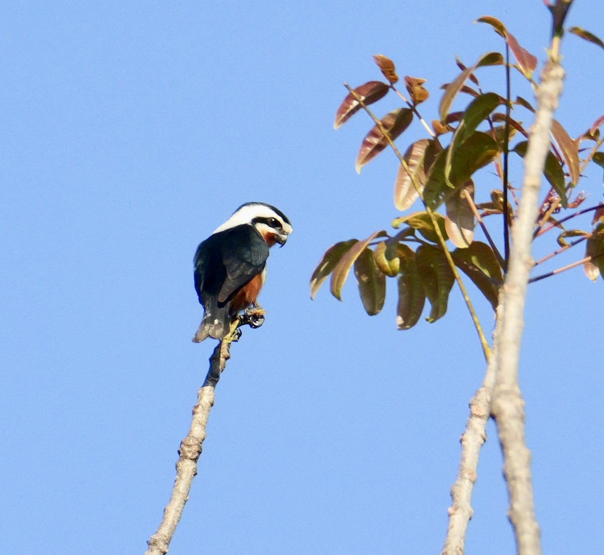 Collared Falconet - ML646444787
