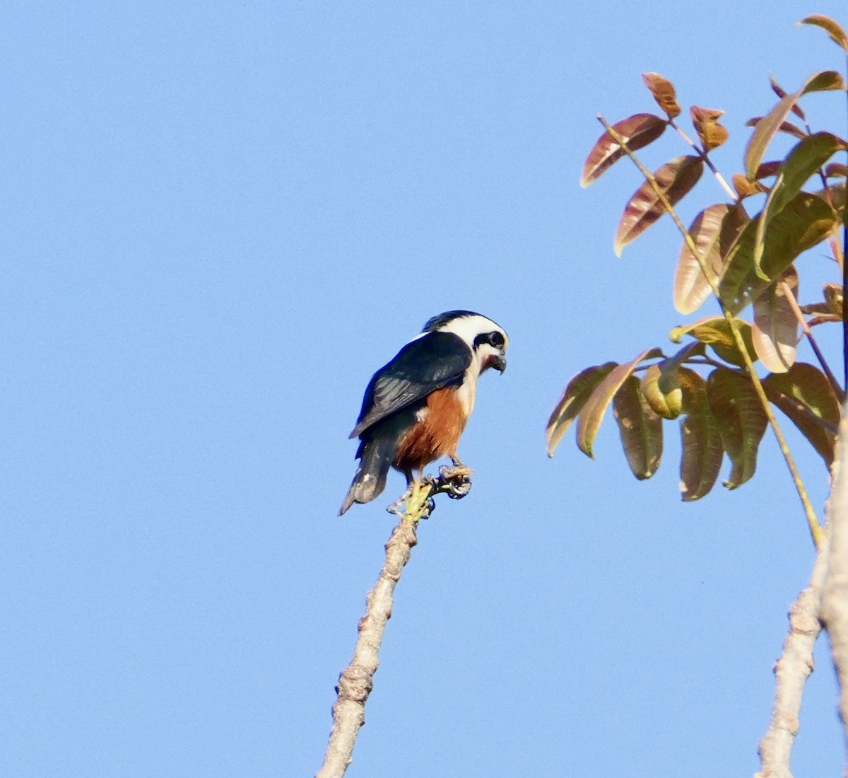 Collared Falconet - ML646444788