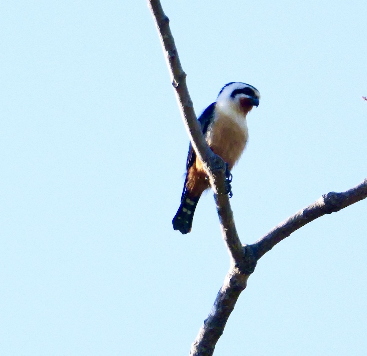 Collared Falconet - ML646444789