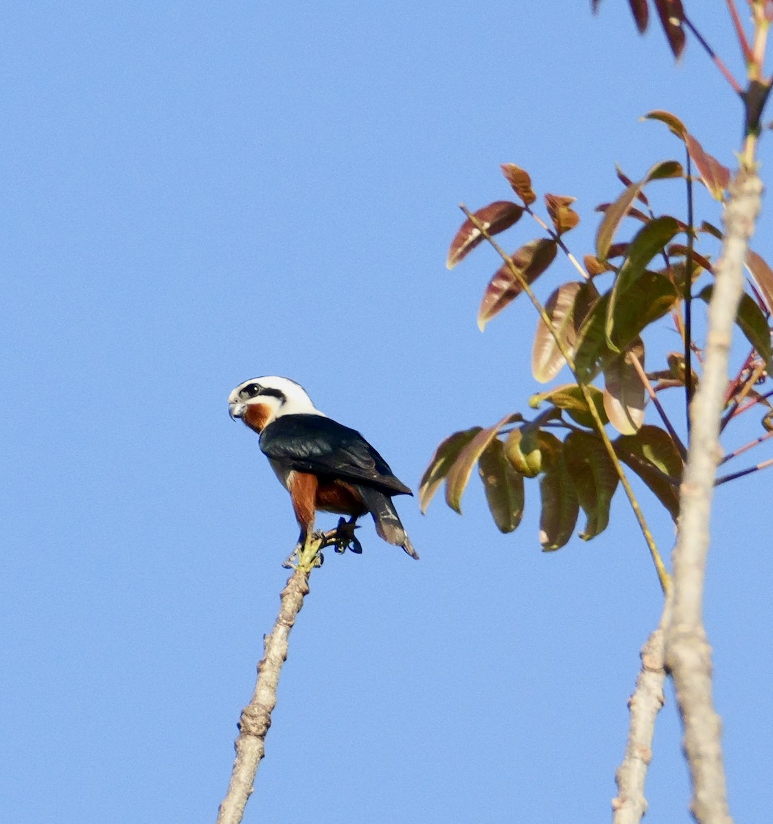 Collared Falconet - ML646444790