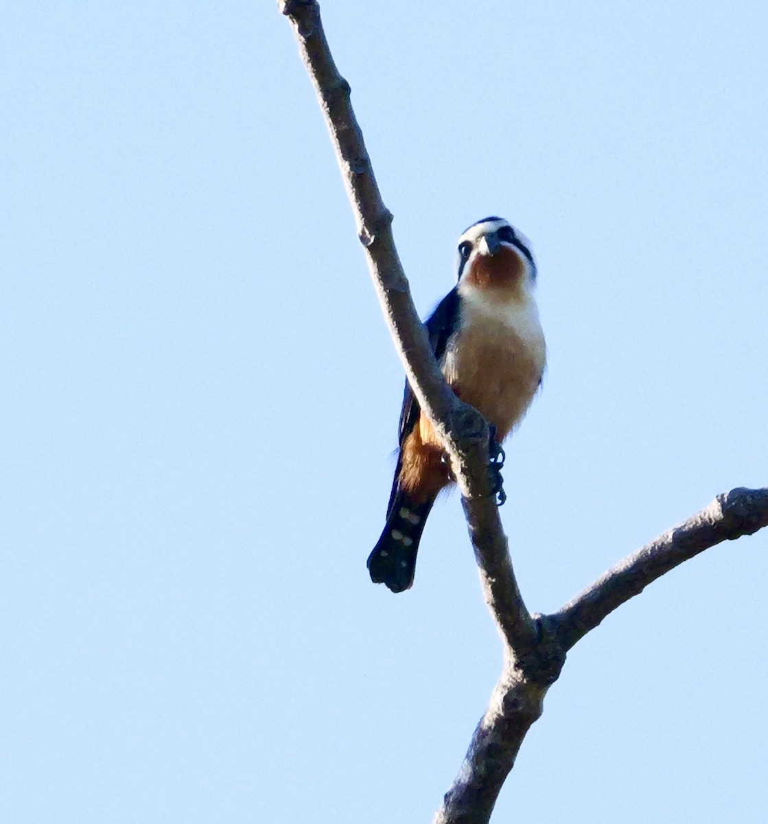 Collared Falconet - ML646444791