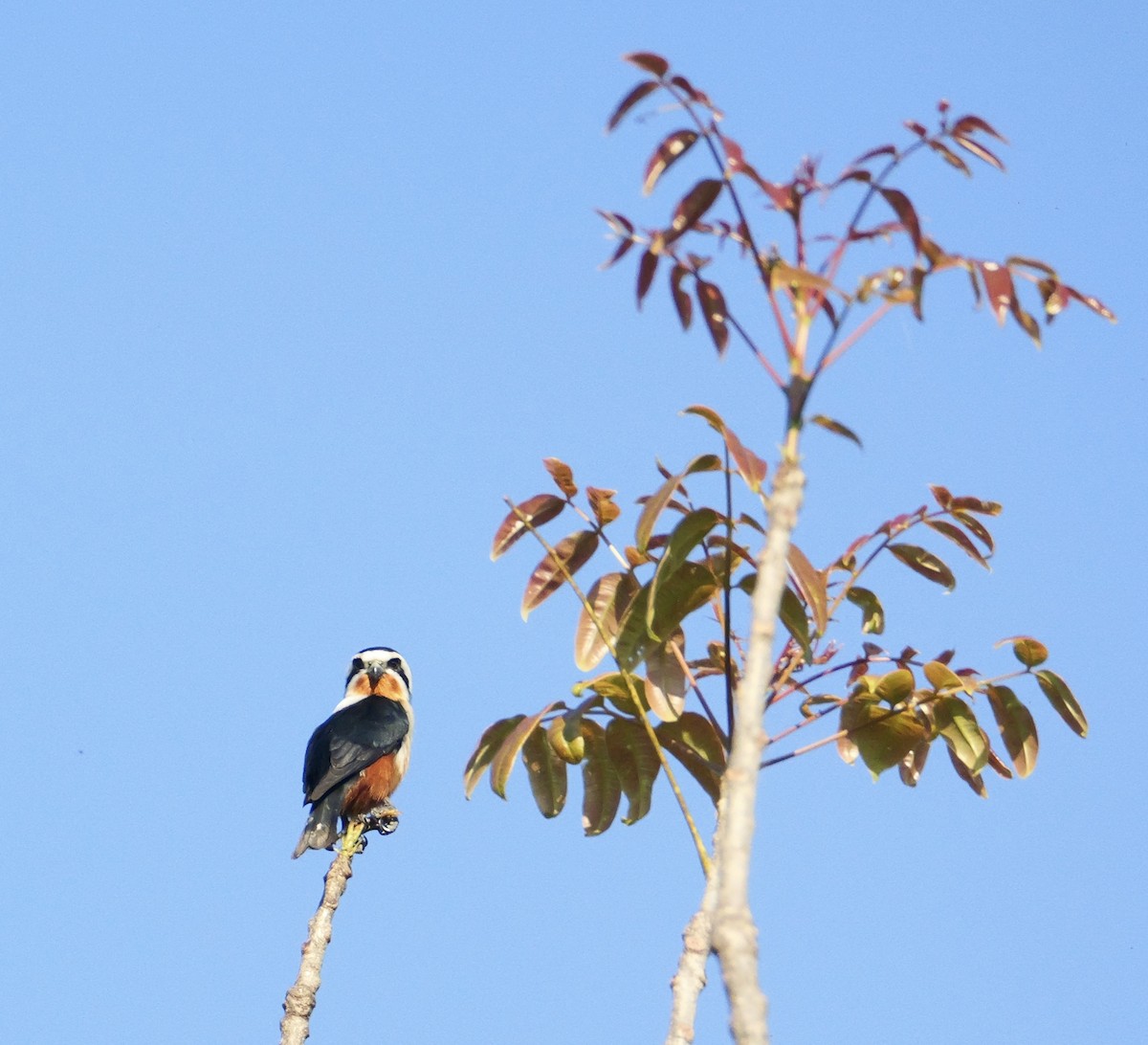 Collared Falconet - ML646444792