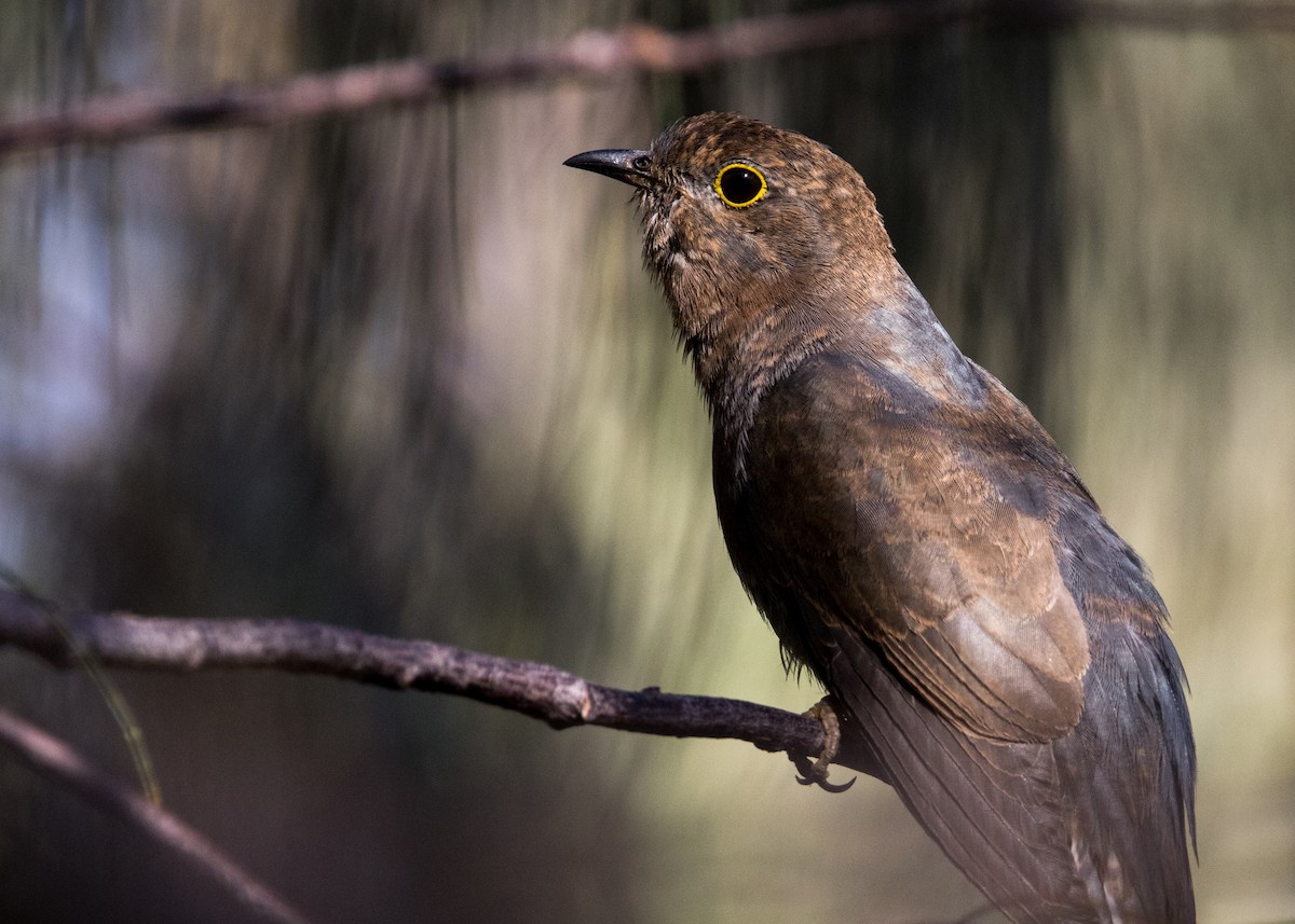 Fan-tailed Cuckoo - ML646444806