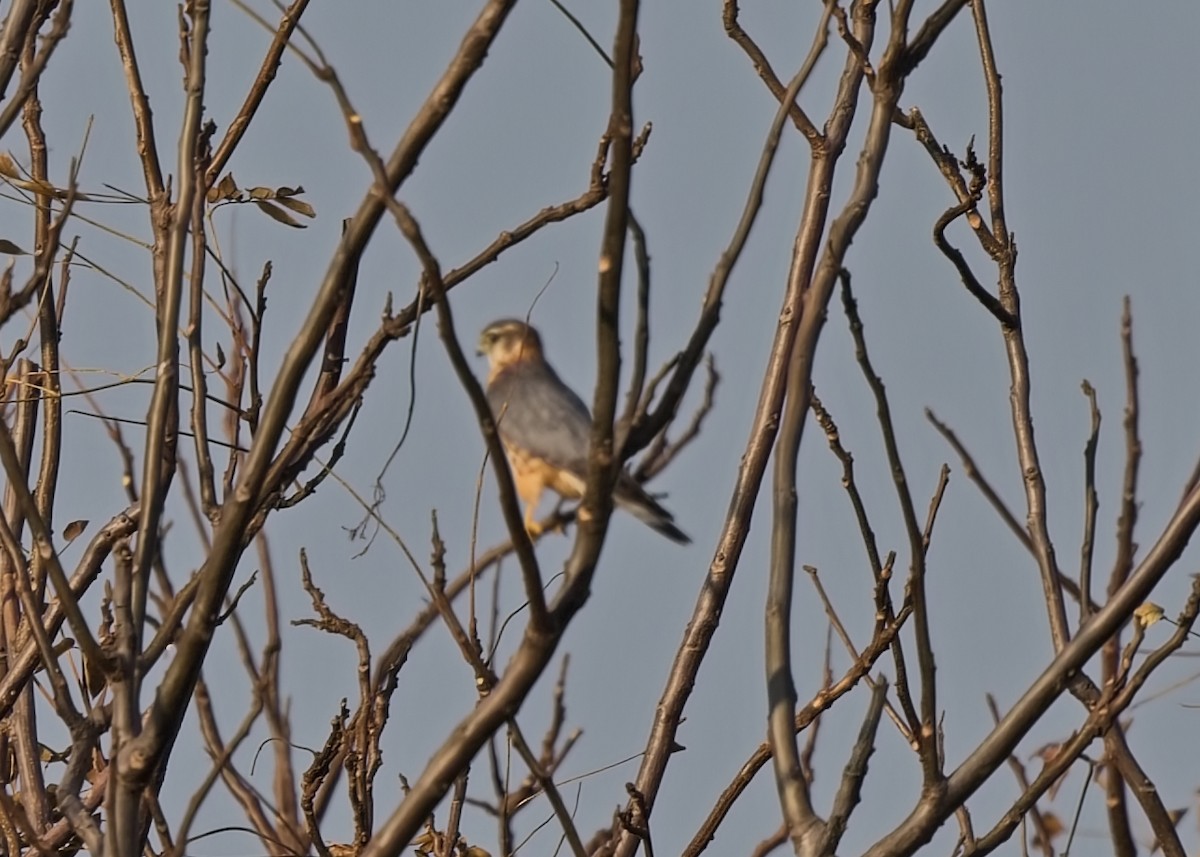 Merlin - ML646444807