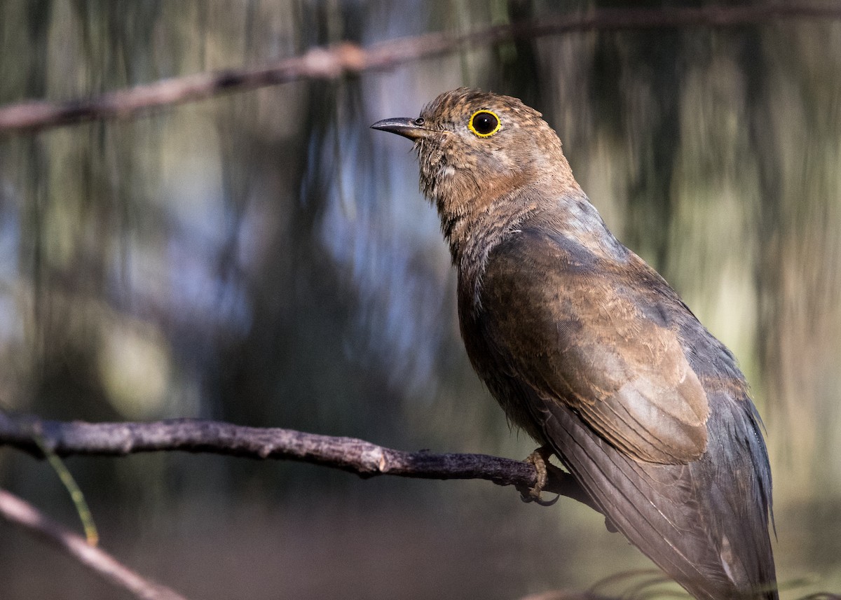 Fan-tailed Cuckoo - ML646444808
