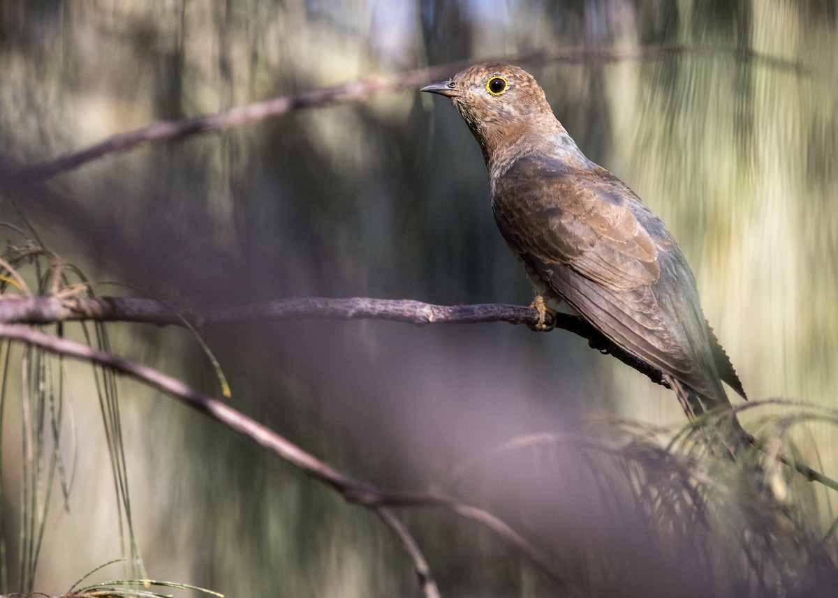 Fan-tailed Cuckoo - ML646444810