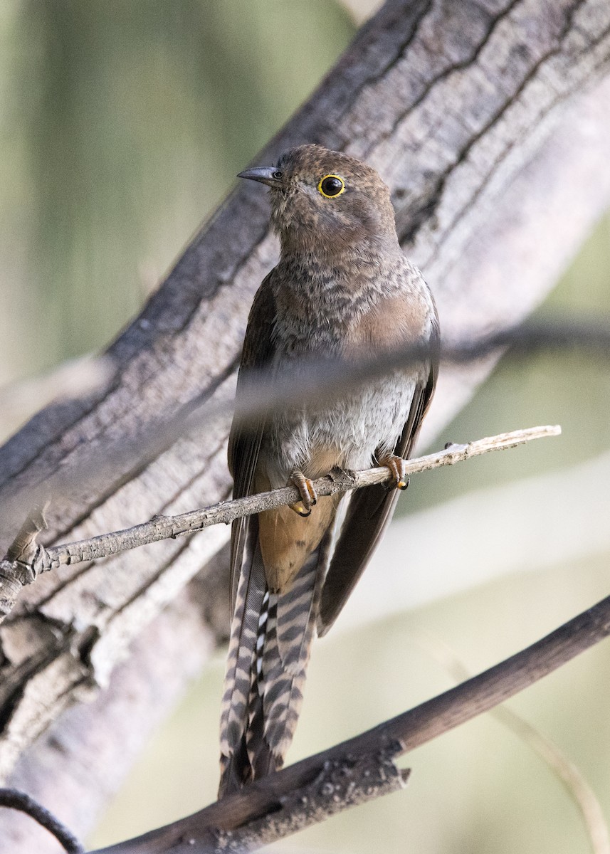 Fan-tailed Cuckoo - ML646444811