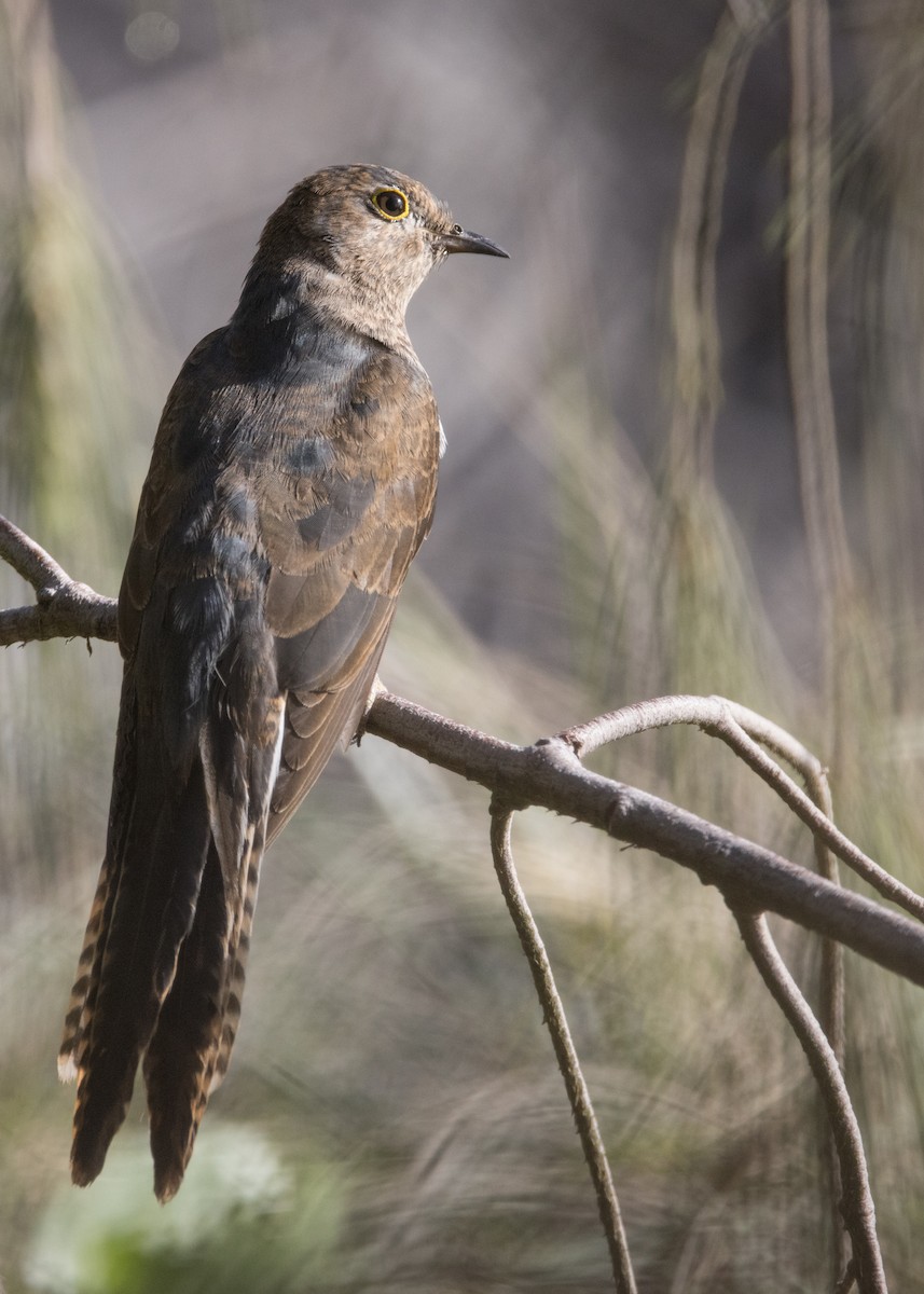 Fan-tailed Cuckoo - ML646444812