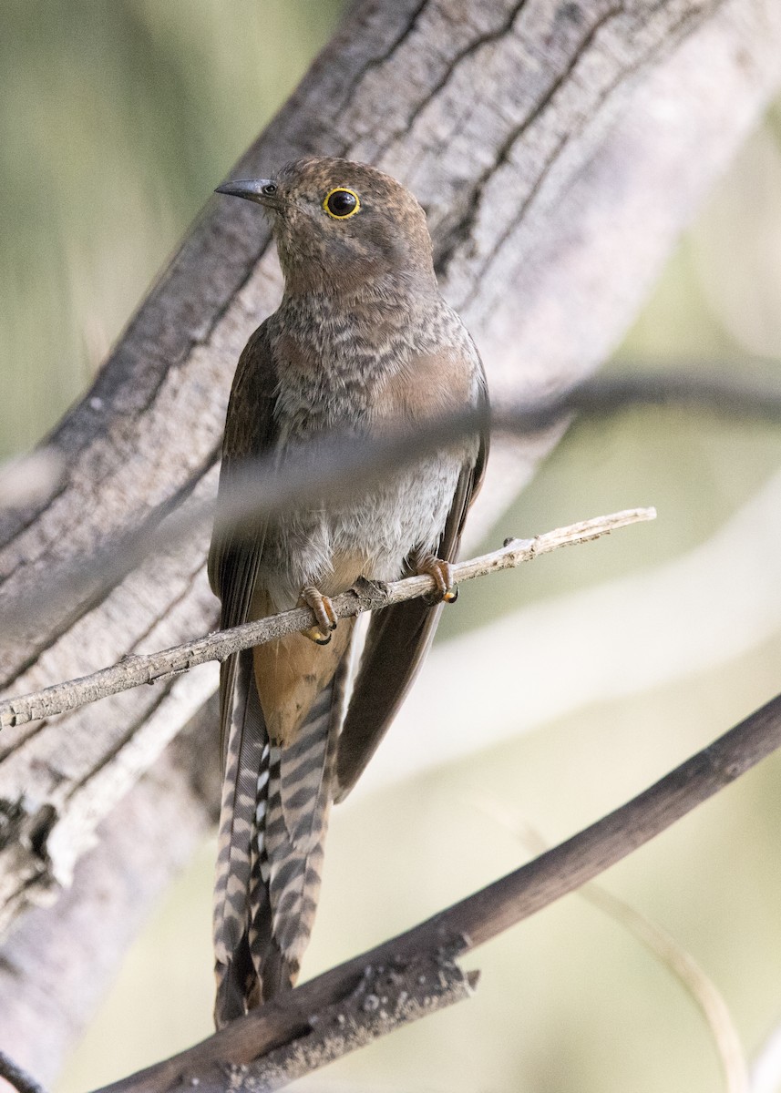 Fan-tailed Cuckoo - ML646444813