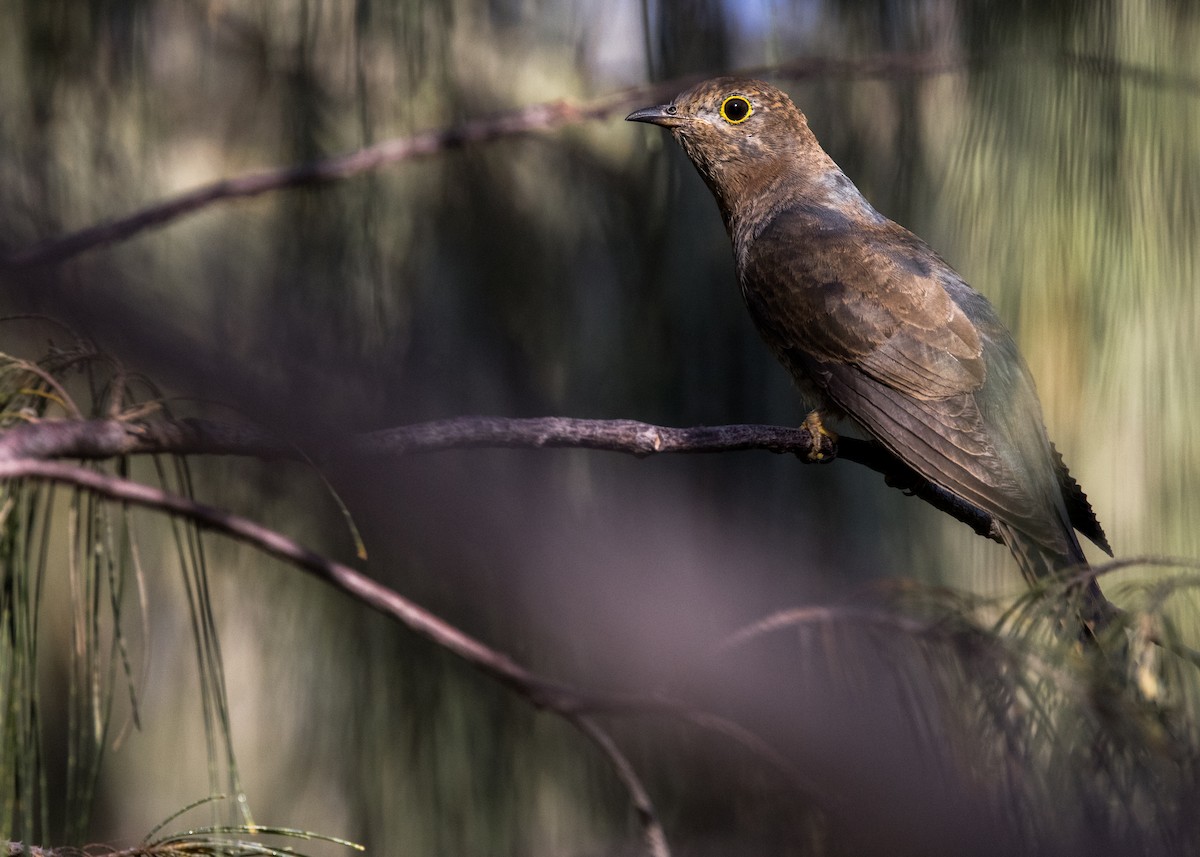 Fan-tailed Cuckoo - ML646444814