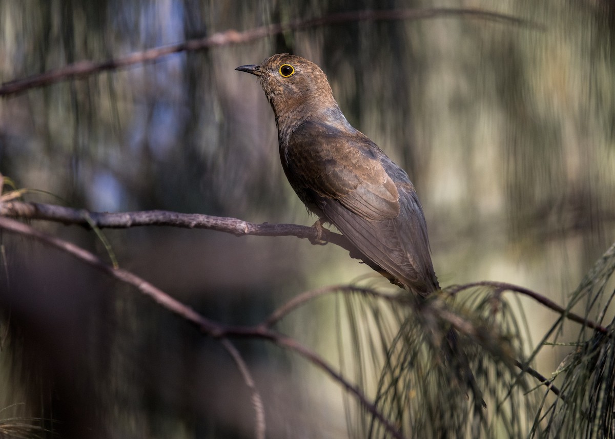 Fan-tailed Cuckoo - ML646444815