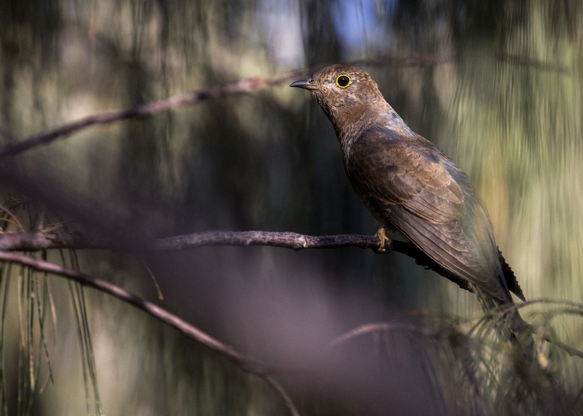 Fan-tailed Cuckoo - ML646444816