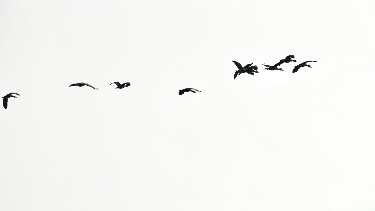 husička malá - ML646444818