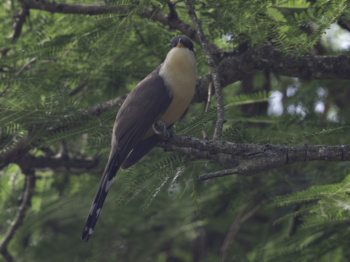 Coulicou manioc - ML646444819