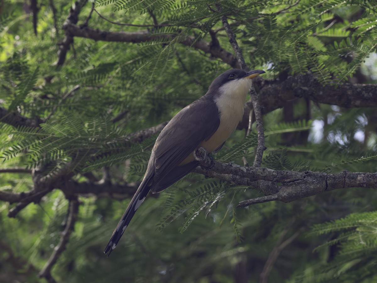 Coulicou manioc - ML646444820