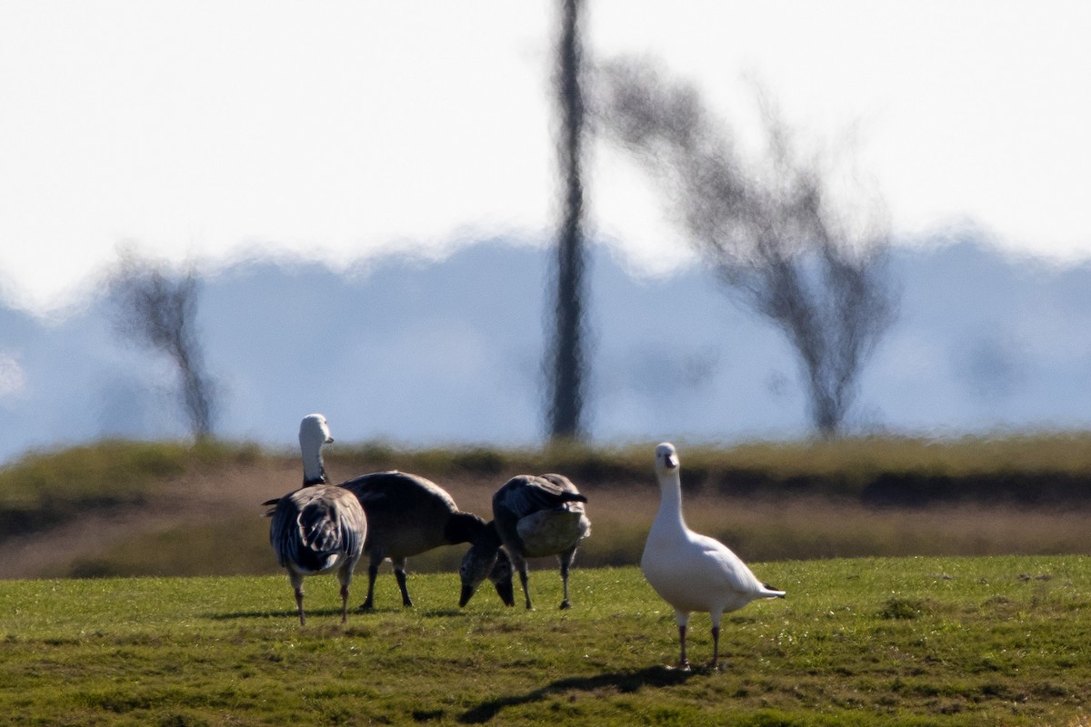 Snow Goose - ML646444821