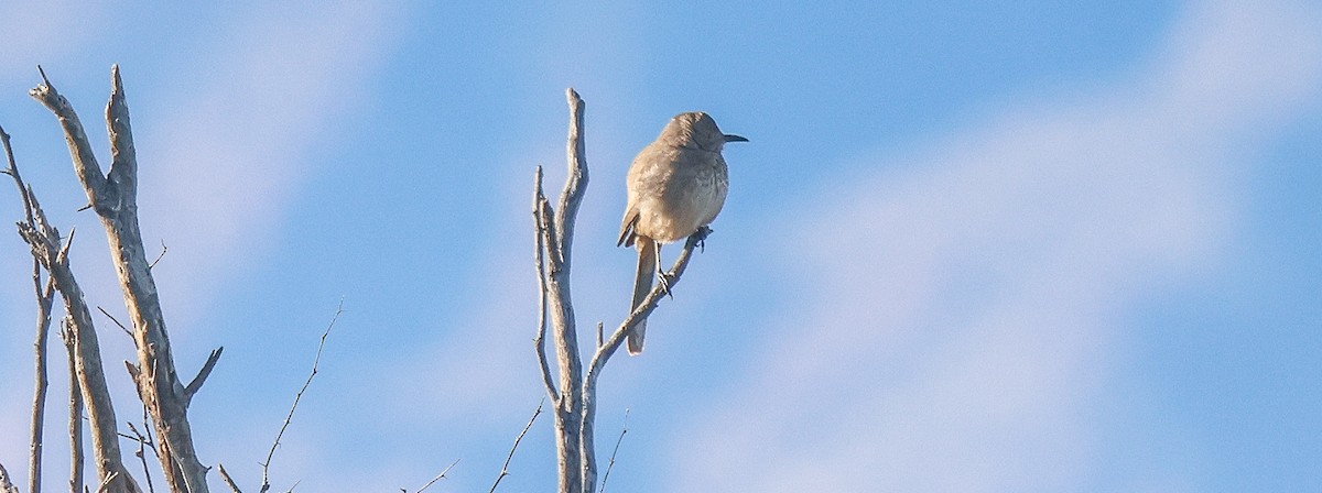 Bendire's Thrasher - ML646444822