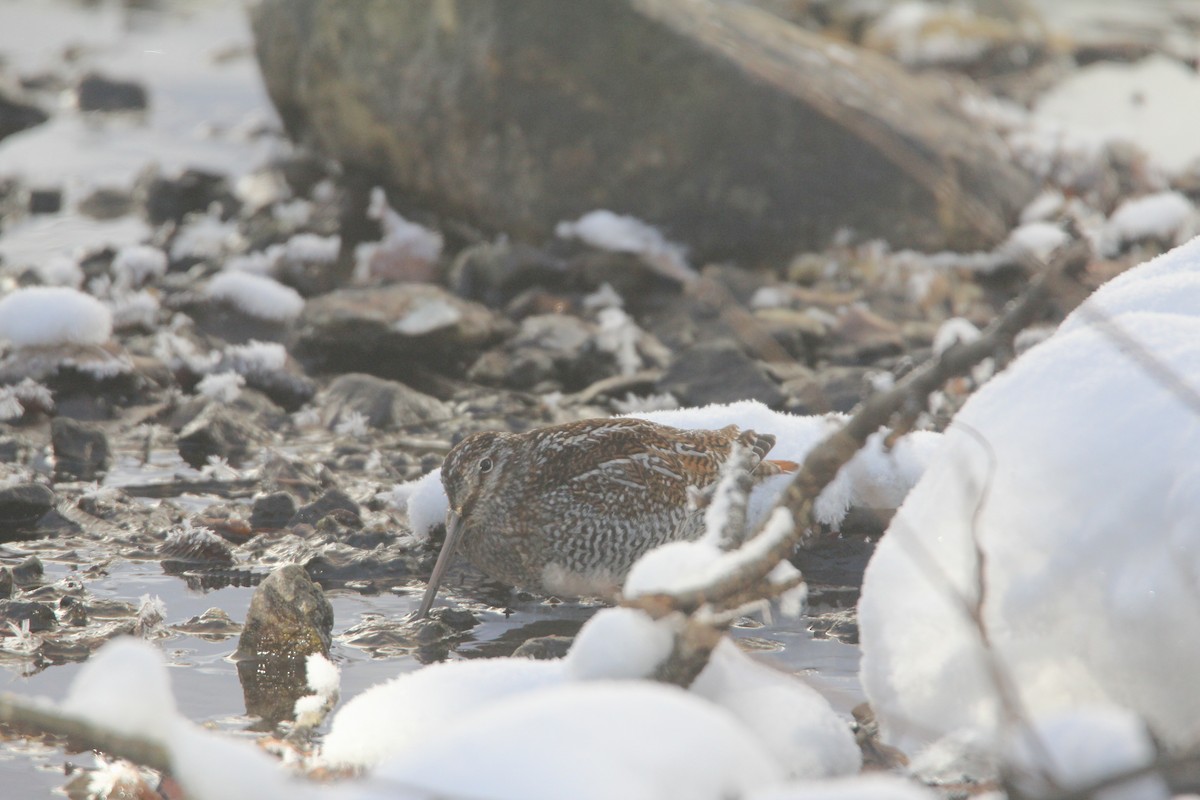 Solitary Snipe - ML646444824