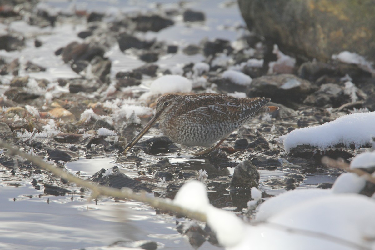 Solitary Snipe - ML646444825