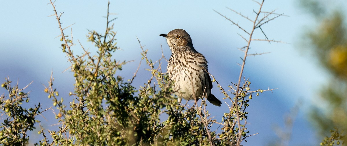 Sage Thrasher - ML646444826