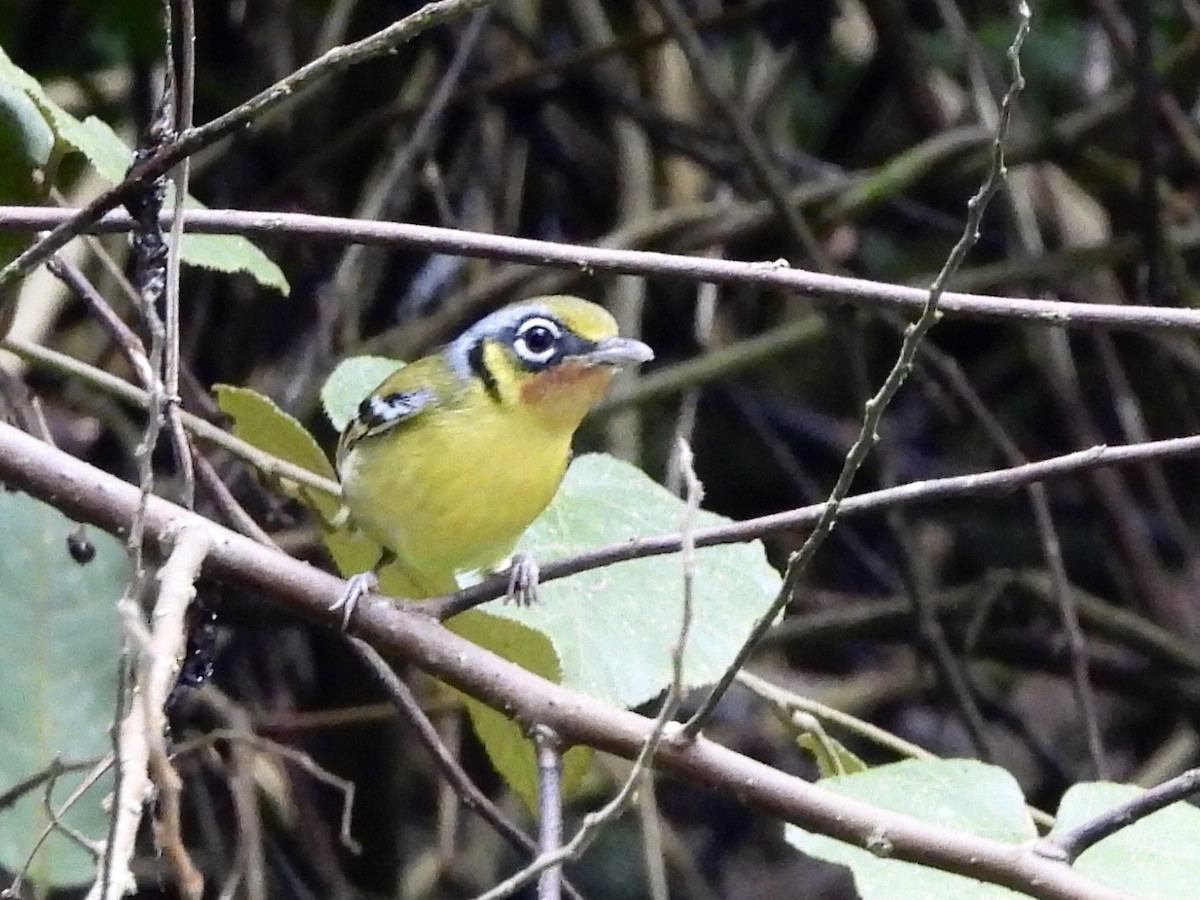 Black-eared Shrike-Babbler - ML646444827