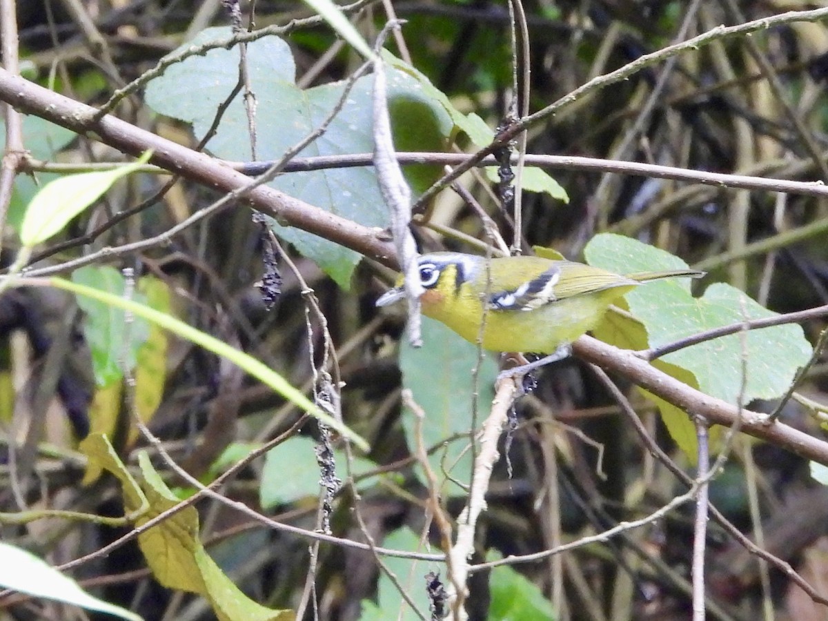 Black-eared Shrike-Babbler - ML646444828