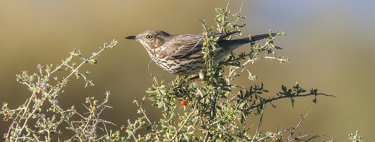 Sage Thrasher - ML646444829