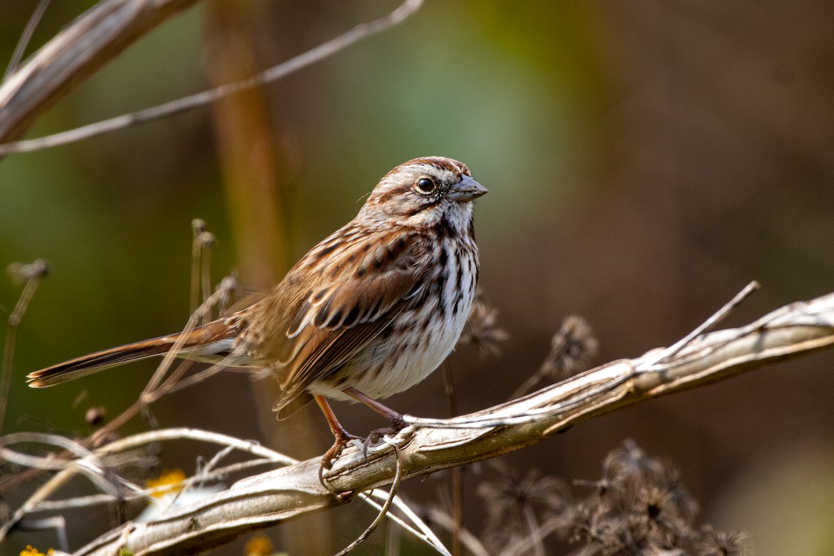 Song Sparrow - ML646444830