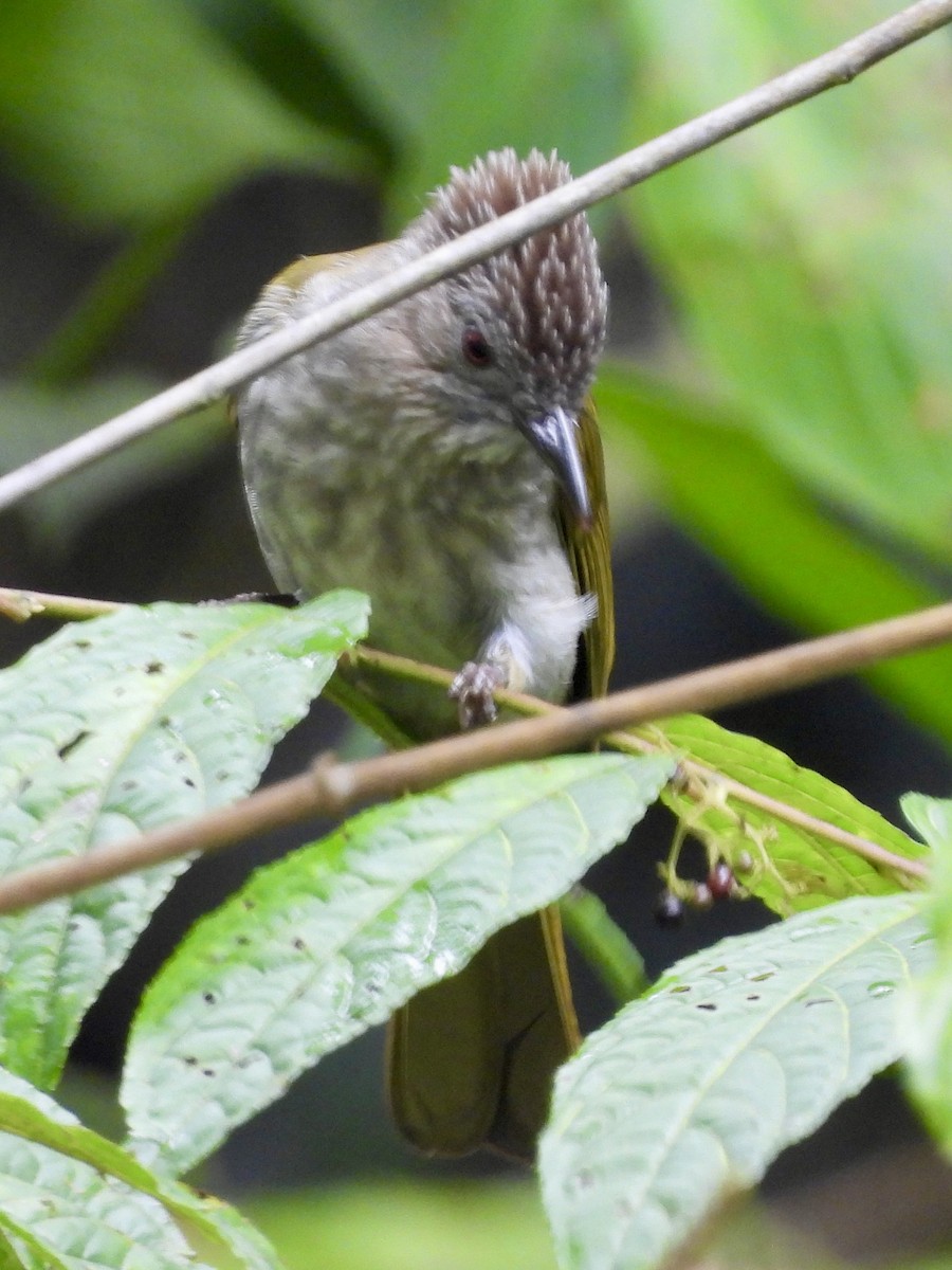 Mountain Bulbul - ML646444831