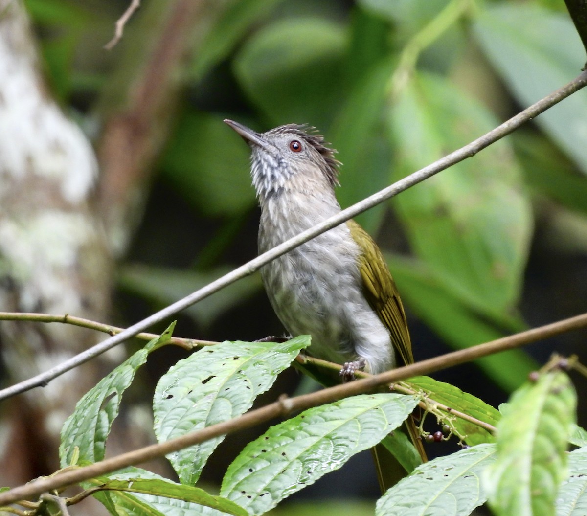 Mountain Bulbul - ML646444832