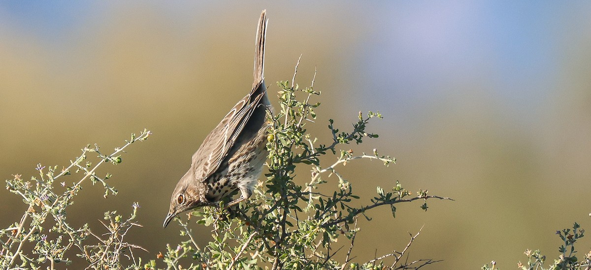 Sage Thrasher - ML646444833