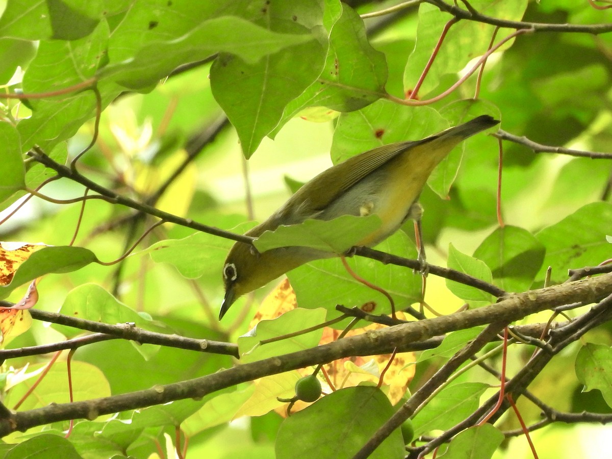 Hume's White-eye - ML646444834