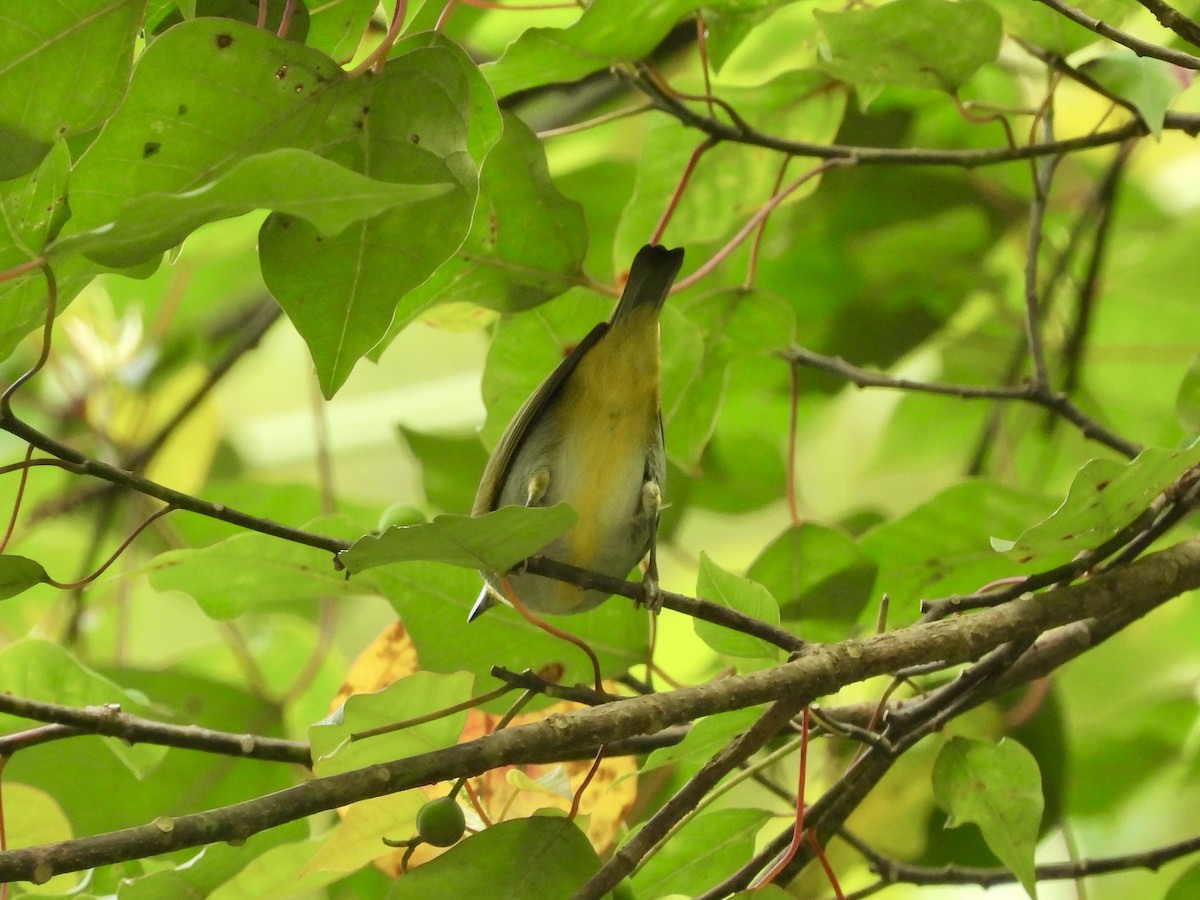 Hume's White-eye - ML646444835