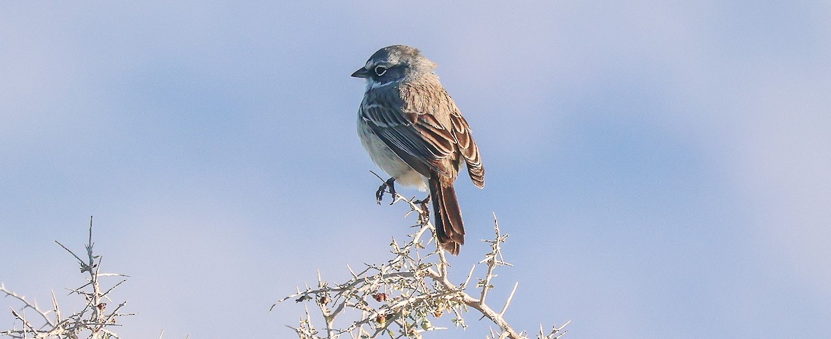 Sagebrush Sparrow - ML646444839