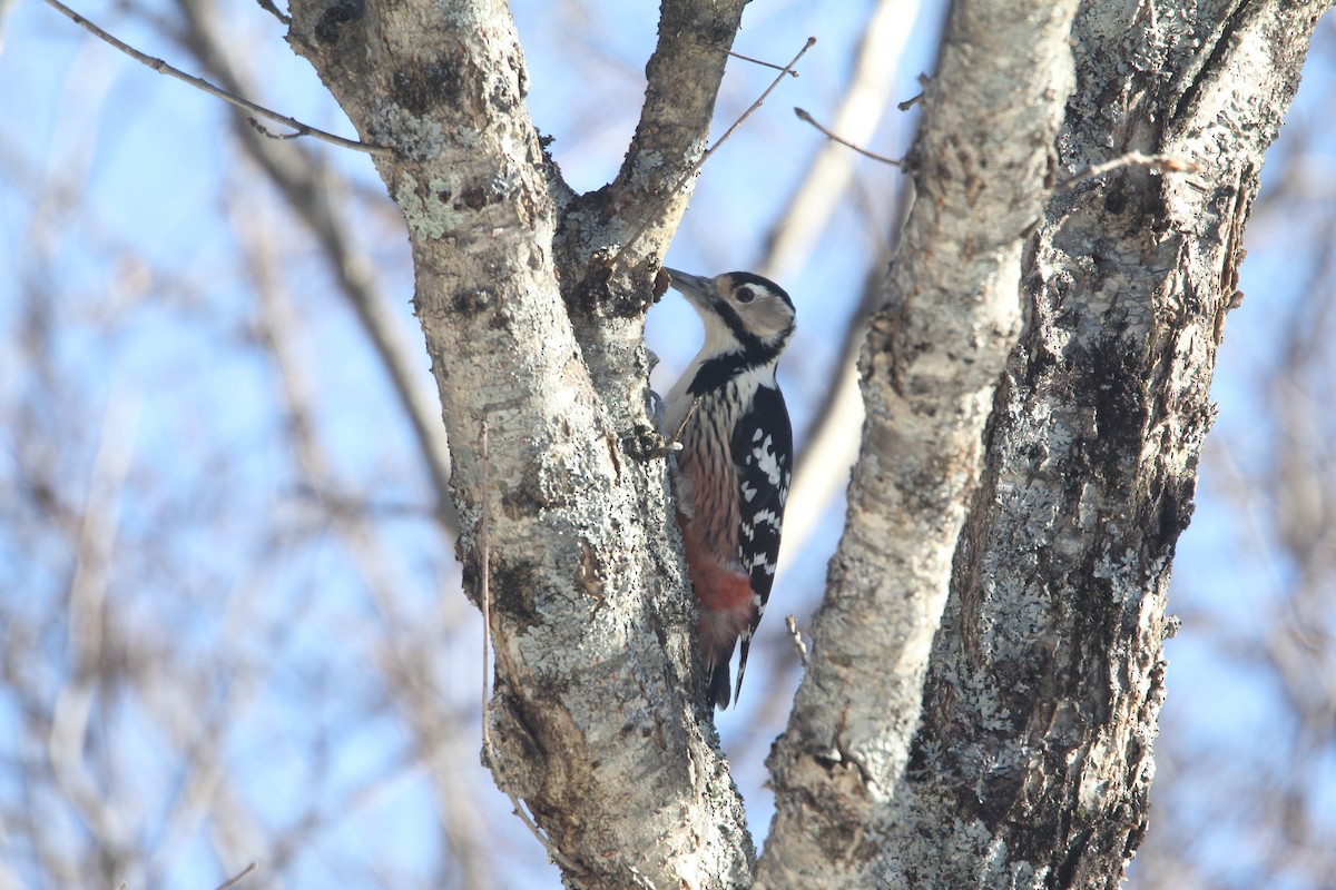 White-backed Woodpecker (White-backed) - ML646444840