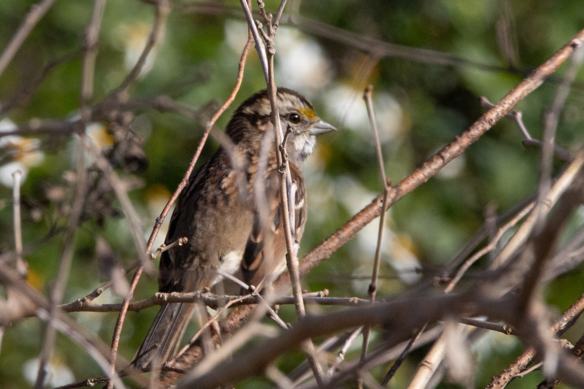 White-throated Sparrow - ML646444841