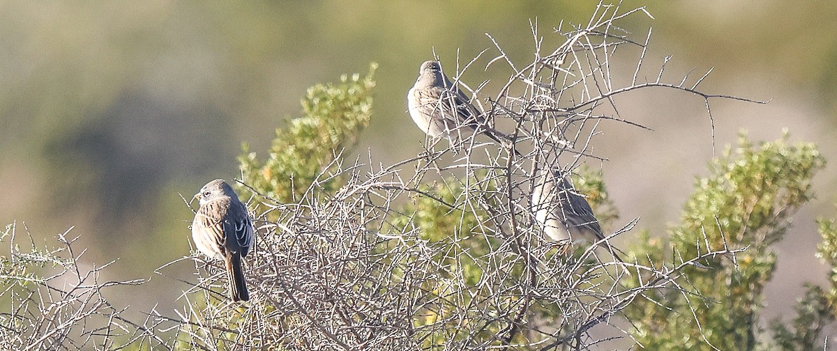 Sagebrush Sparrow - ML646444842