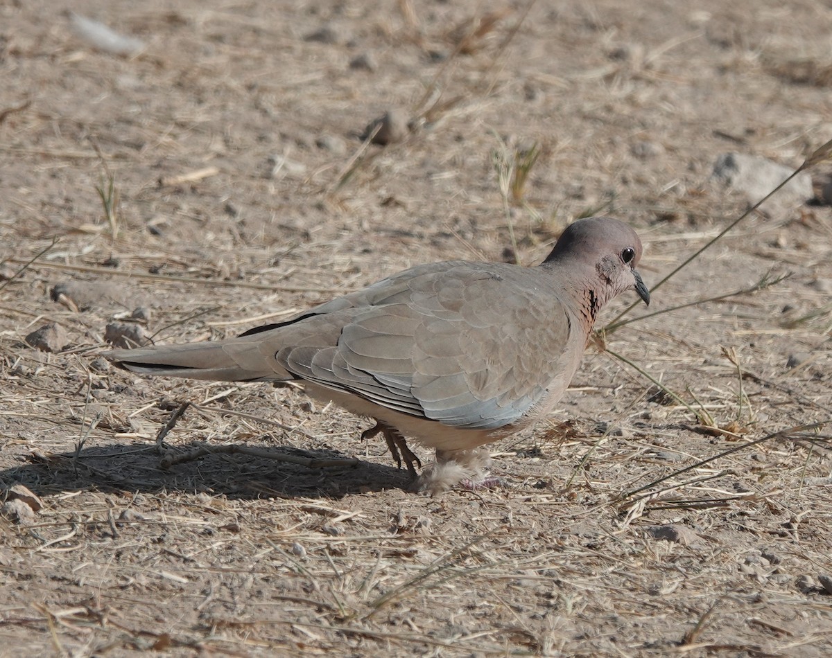 Өөдсөн хүүрзгэнэ - ML646444843