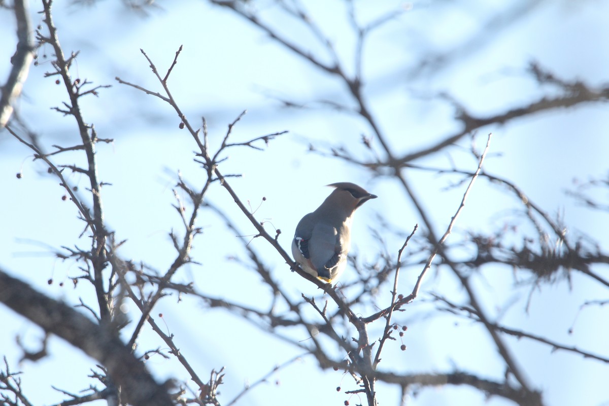 Bohemian Waxwing - ML646444844