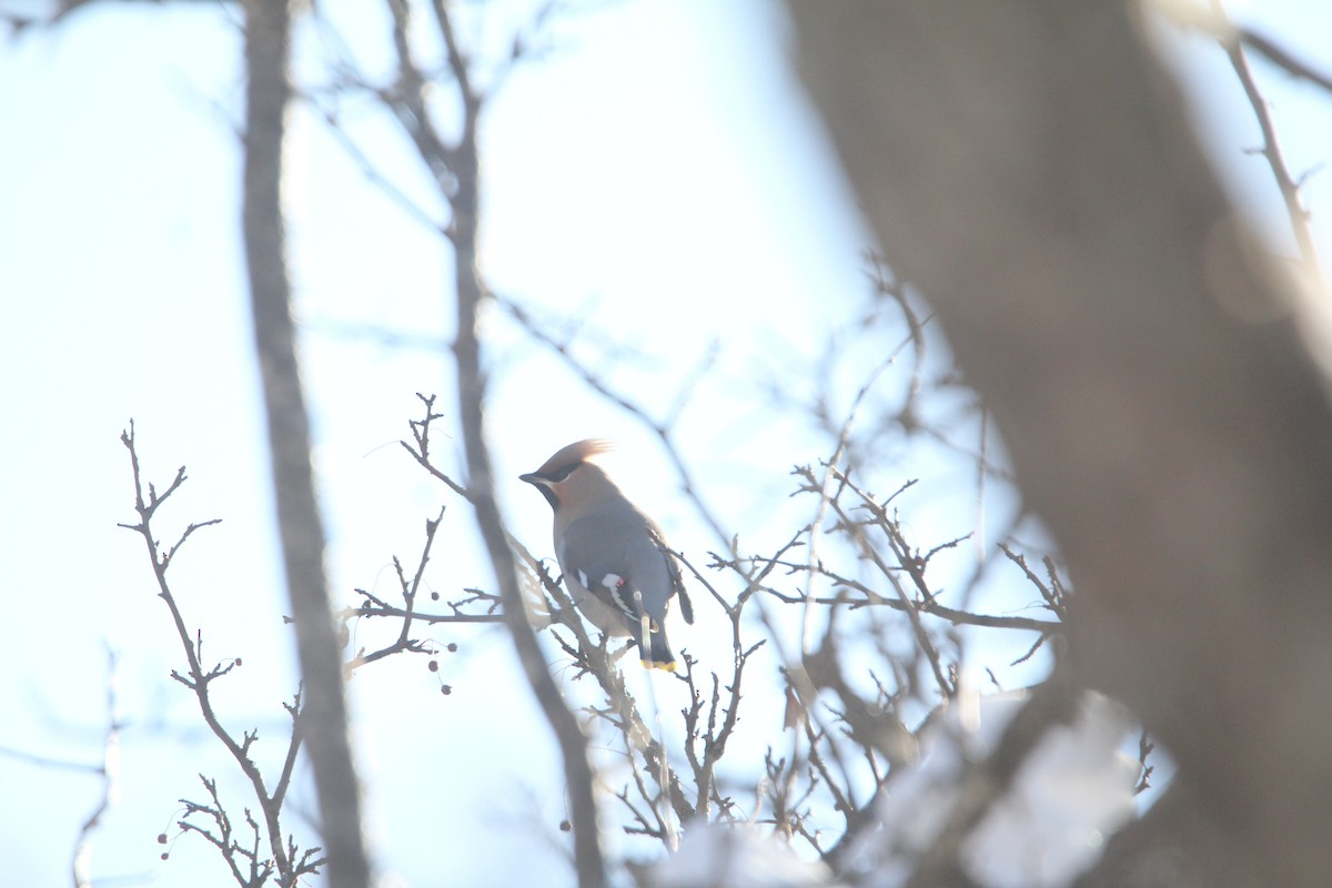 Bohemian Waxwing - ML646444845