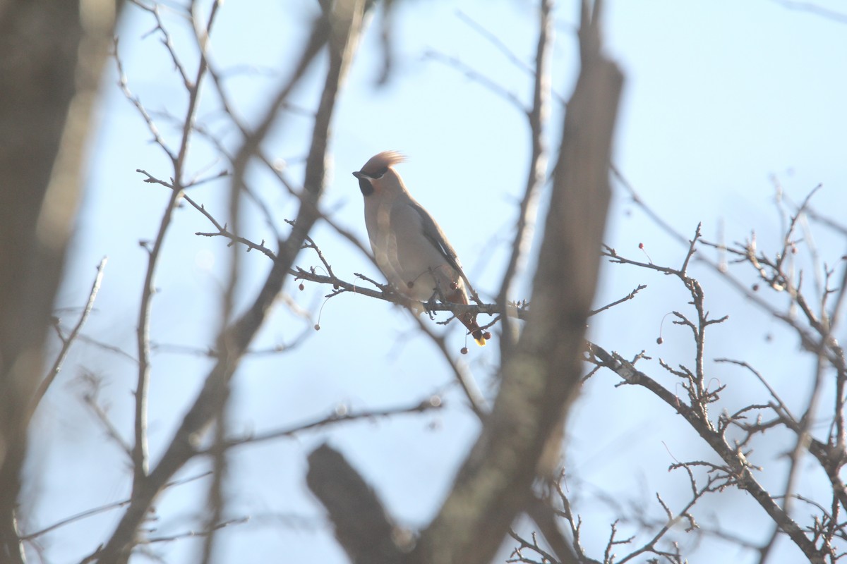 Bohemian Waxwing - ML646444846