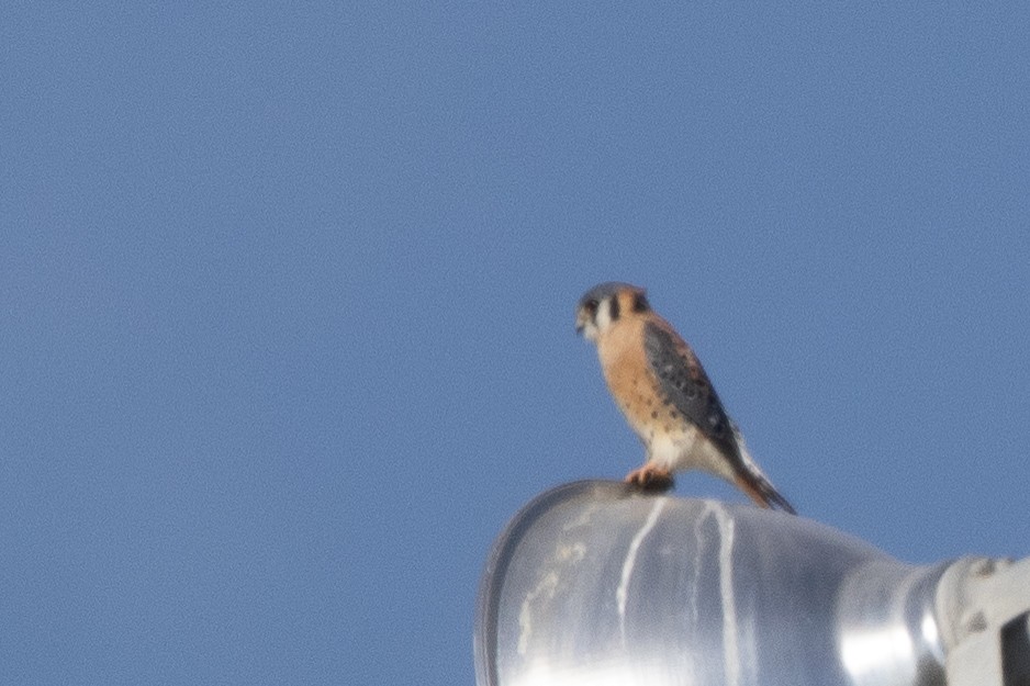 Воробьиная пустельга - ML646444847